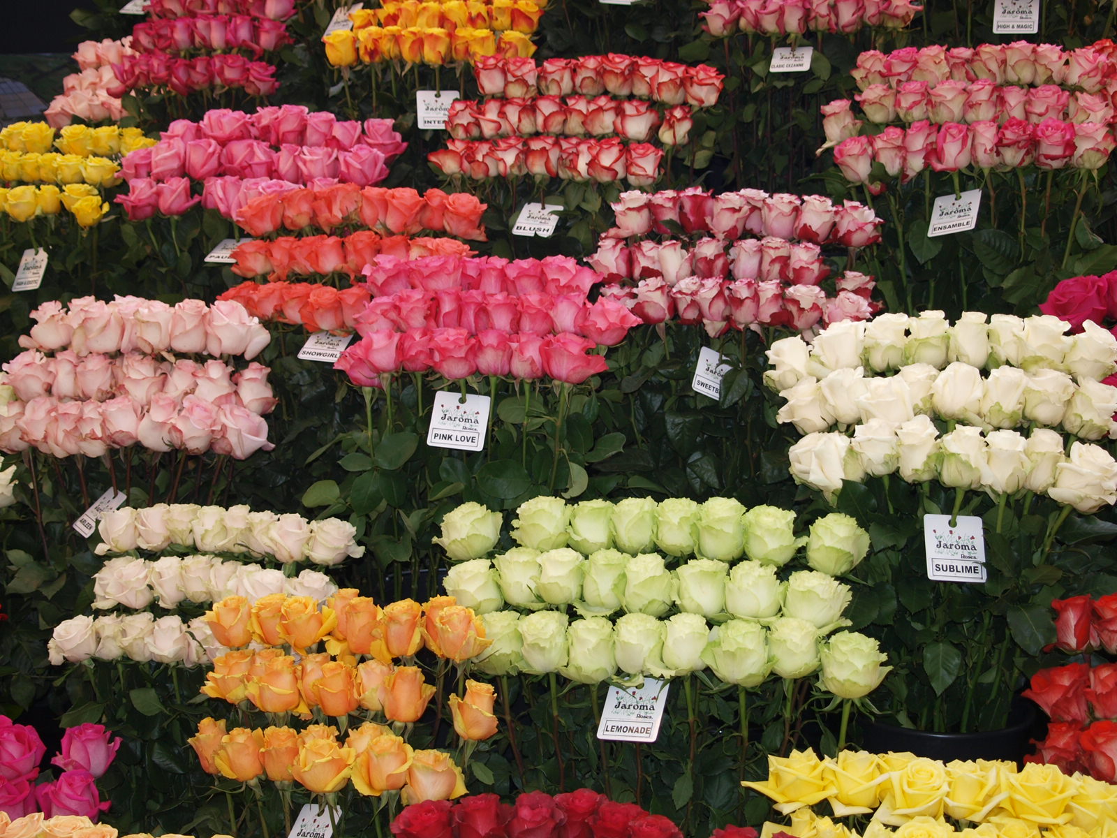 Цветы на срез. Плантации роз в Эквадоре. Плантации роз Колумбия. Цветочная плантация Колумбия.