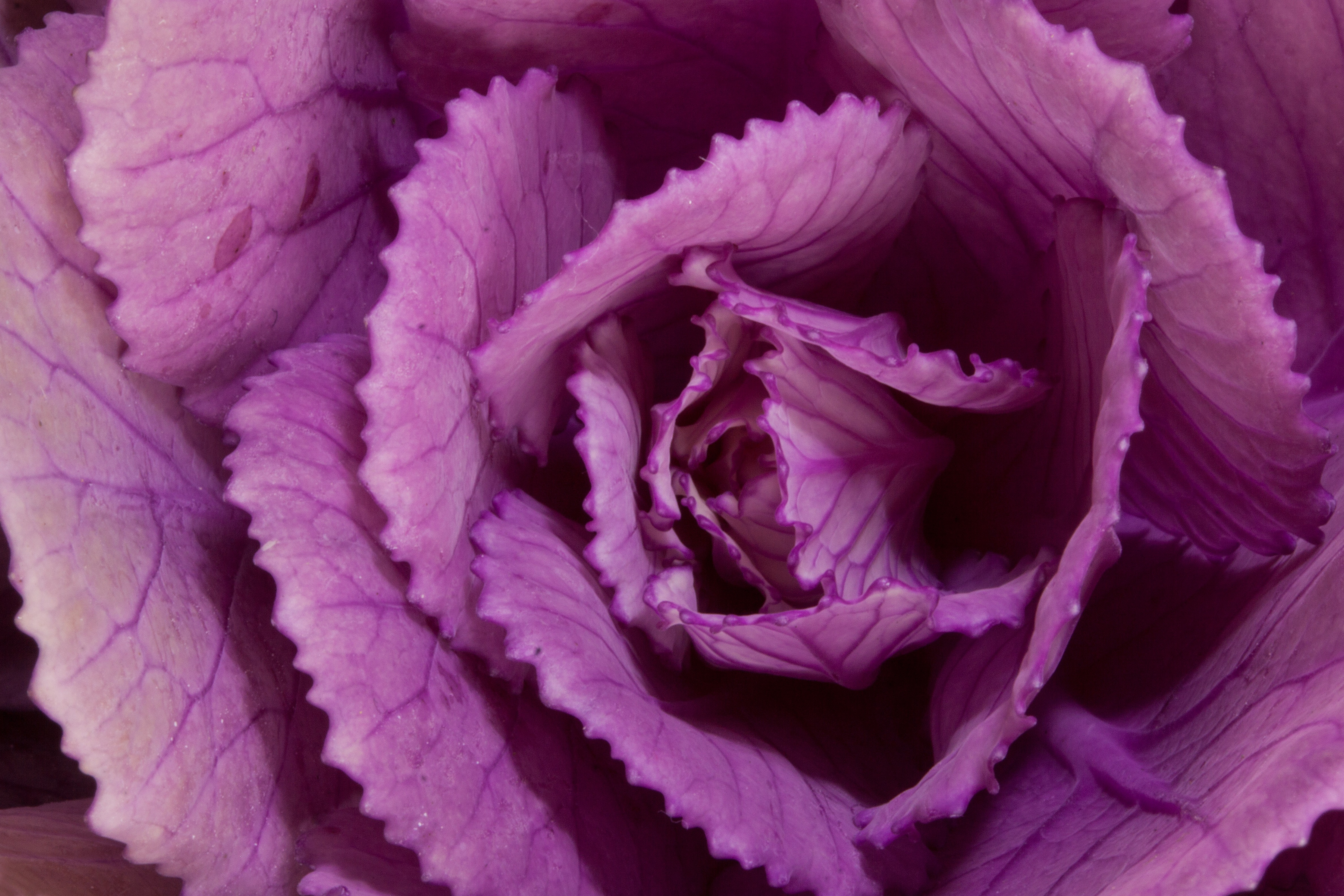 Brassica - Blog - FlowerCompanies.com